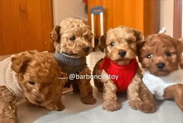 barboncino toy