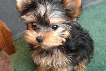 Cuccioli di Yorkshire Mini Toy gratuiti
