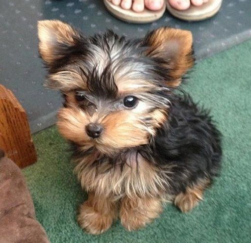 Cuccioli di Yorkshire Mini Toy gratuiti