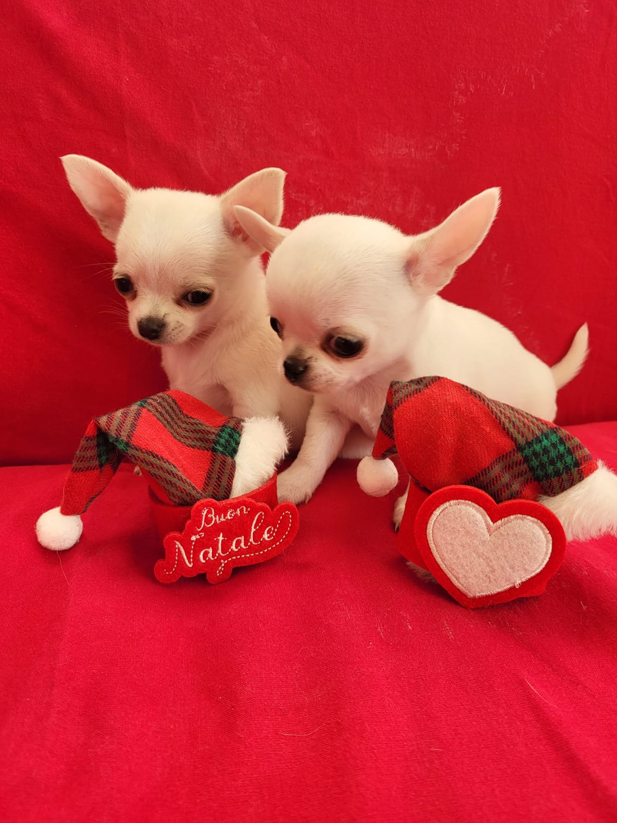 Chihuahua bianco