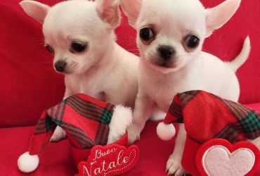 Chihuahua bianco