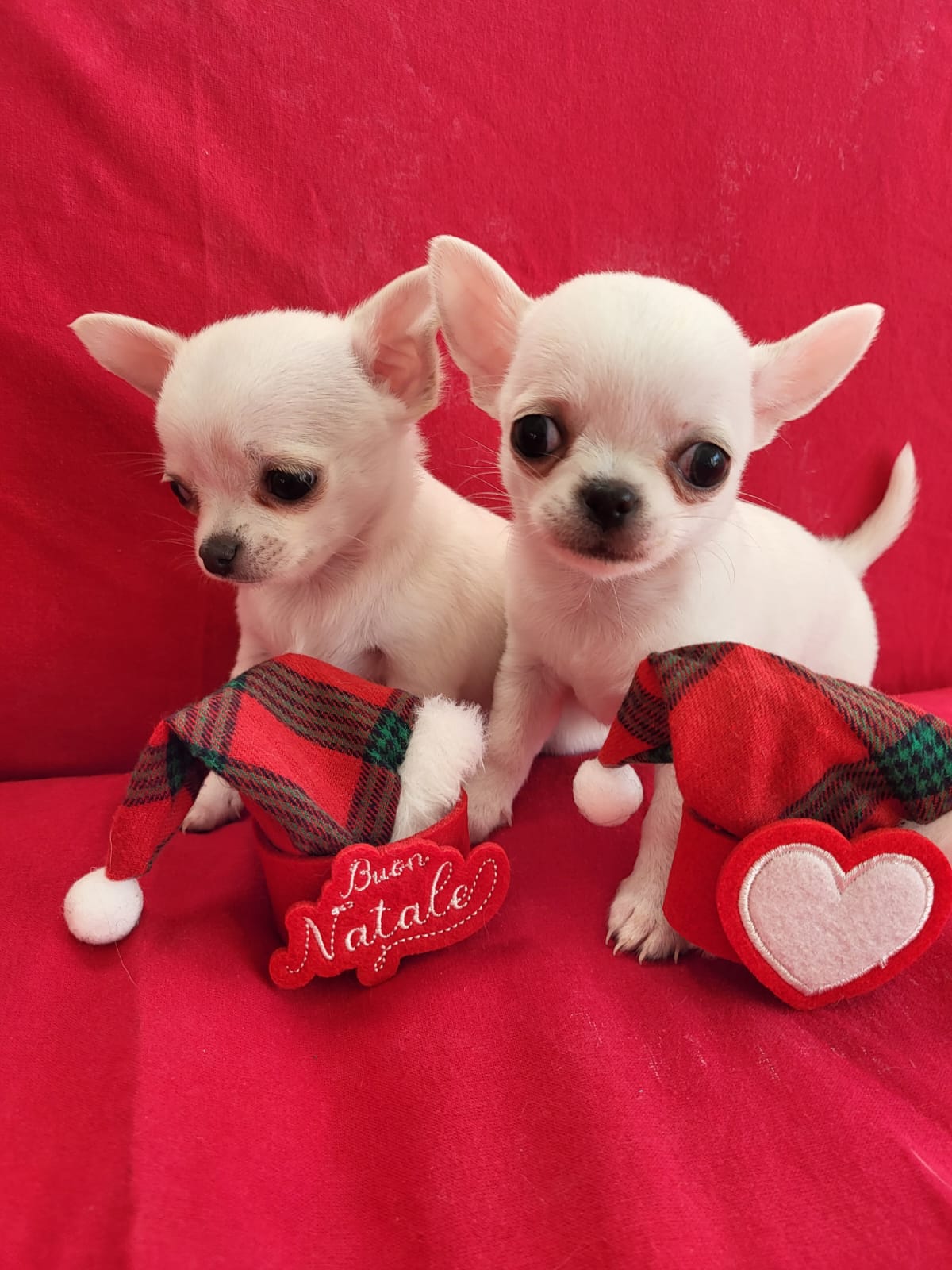 Chihuahua bianco