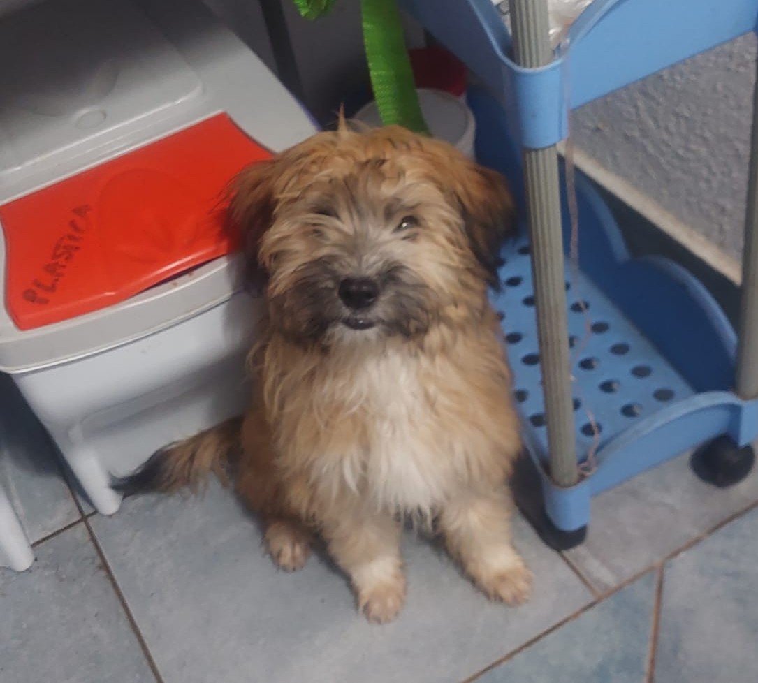 Birba e Bobby cuccioli deliziosi aspettano una famiglia