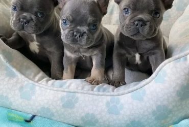 Regalo Cuccioli di Bulldog Francese