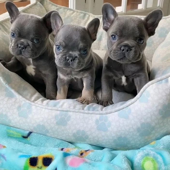 Regalo Cuccioli di Bulldog Francese
