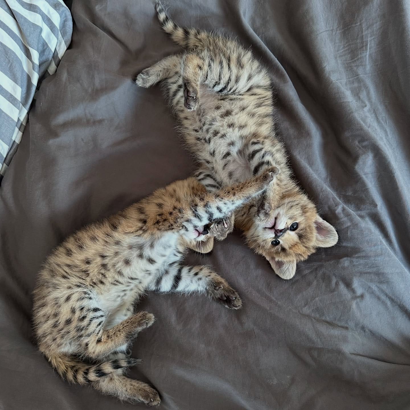Serval eccezionale: l'eleganza della savana a casa tua