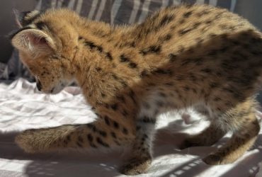 Serval eccezionale: l'eleganza della savana a casa tua