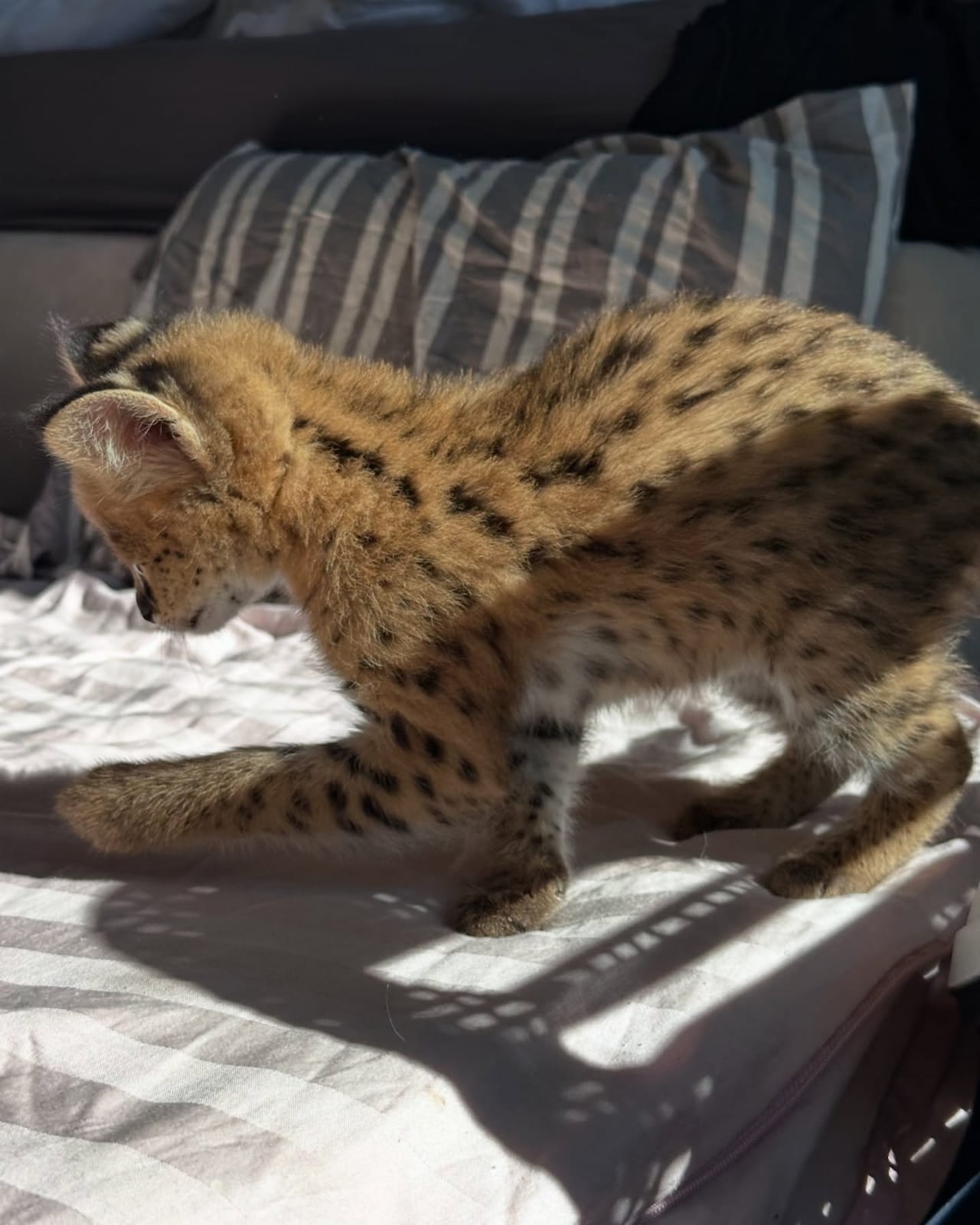 Serval eccezionale: l'eleganza della savana a casa tua