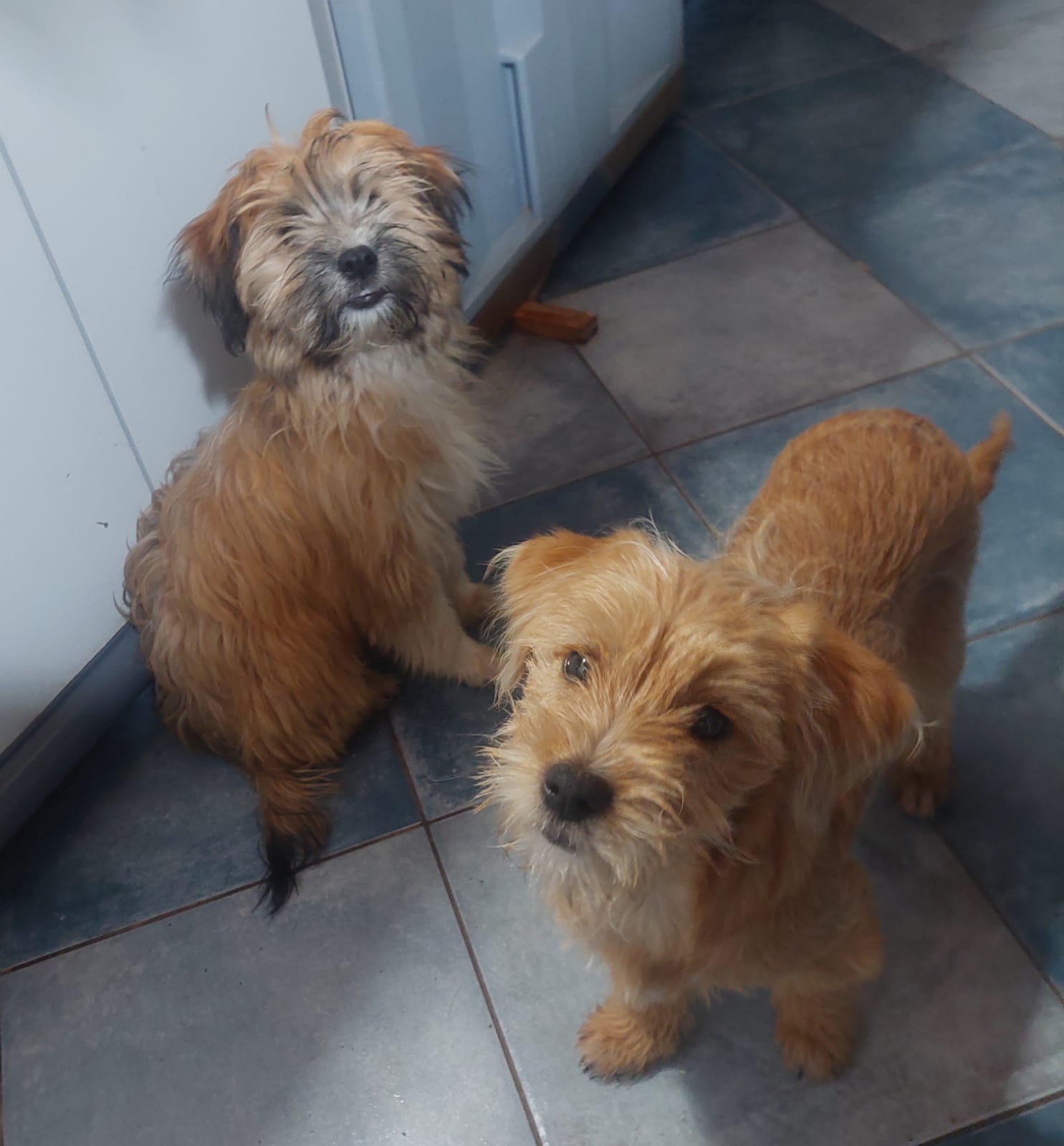 Birba e Bobby cuccioli deliziosi aspettano una famiglia