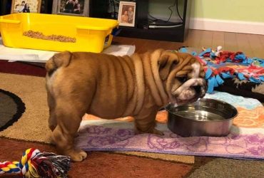 Cuccioli di Bulldog Inglese