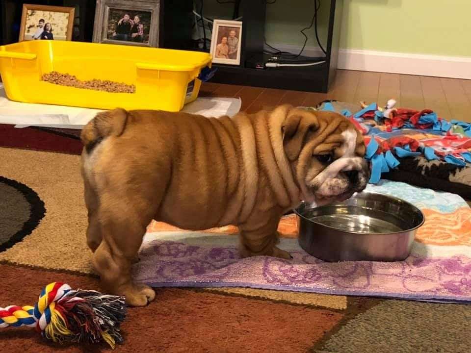 Cuccioli di Bulldog Inglese