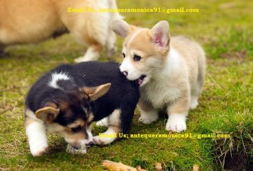 Cuccioli di Welsh Corgi Pembroke di piccola taglia