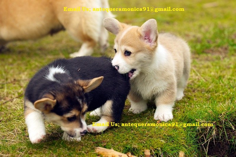 Cuccioli di Welsh Corgi Pembroke di piccola taglia