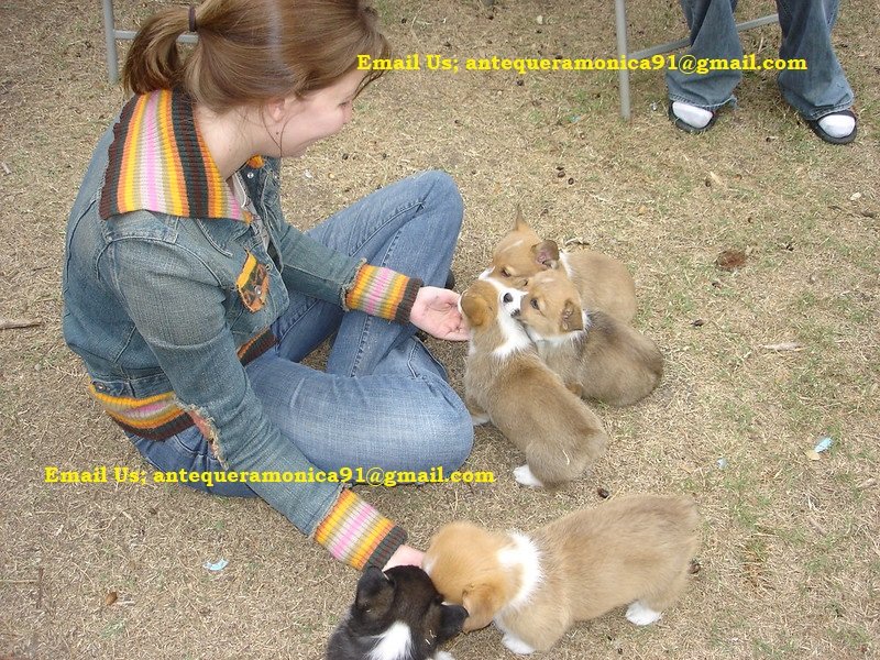 Cuccioli di Welsh Corgi Pembroke di piccola taglia