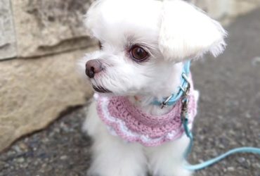 Dolcissima cucciola Maltese Femmina  Cerca casa per sempre