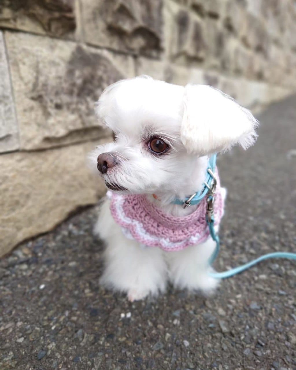 Dolcissima cucciola Maltese Femmina  Cerca casa per sempre