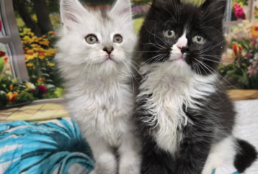 Gattini Maine Coon con pedigree registrati GCCF