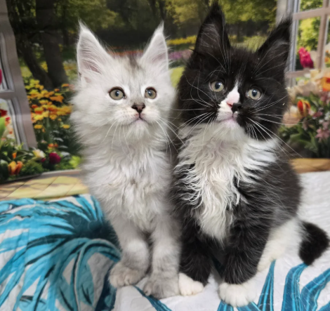 Gattini Maine Coon con pedigree registrati GCCF