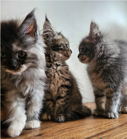 Gattini Maine Coon con pedigree registrati GCCF
