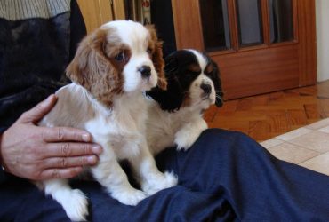 Cuccioli di Cavalier King Charles con gli occhi da bambola