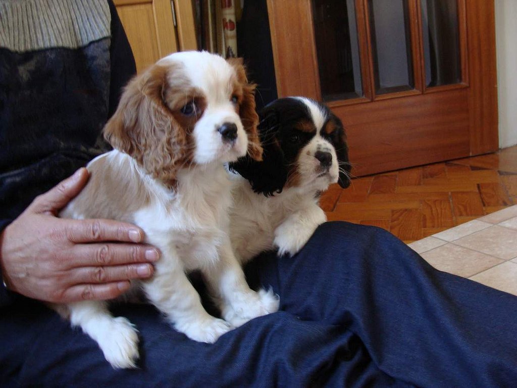 Cuccioli di Cavalier King Charles con gli occhi da bambola