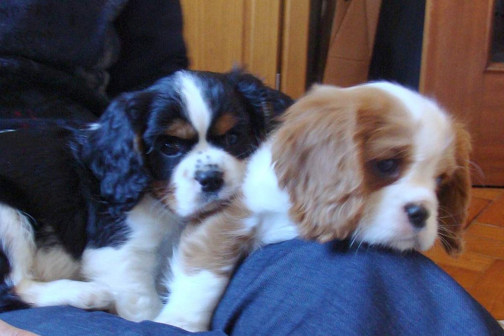 Cuccioli di Cavalier King Charles con gli occhi da bambola