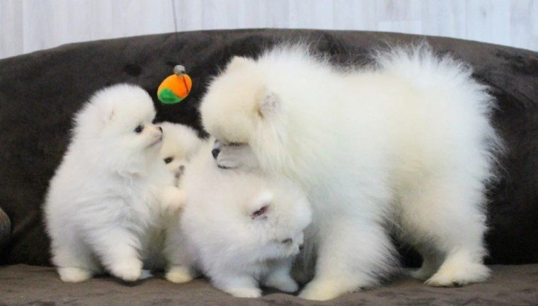 Bellissimi cuccioli di Pomerania di razza pura