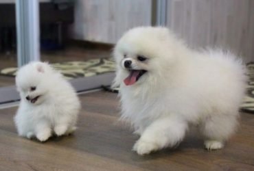 Bellissimi cuccioli di Pomerania di razza pura