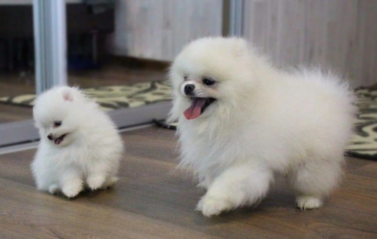 Bellissimi cuccioli di Pomerania di razza pura