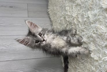 Gattini Maine Coon in adozione