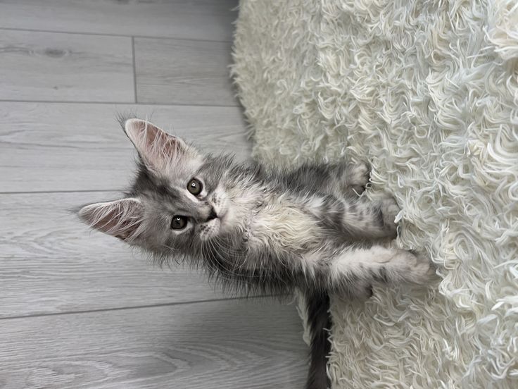 Gattini Maine Coon in adozione