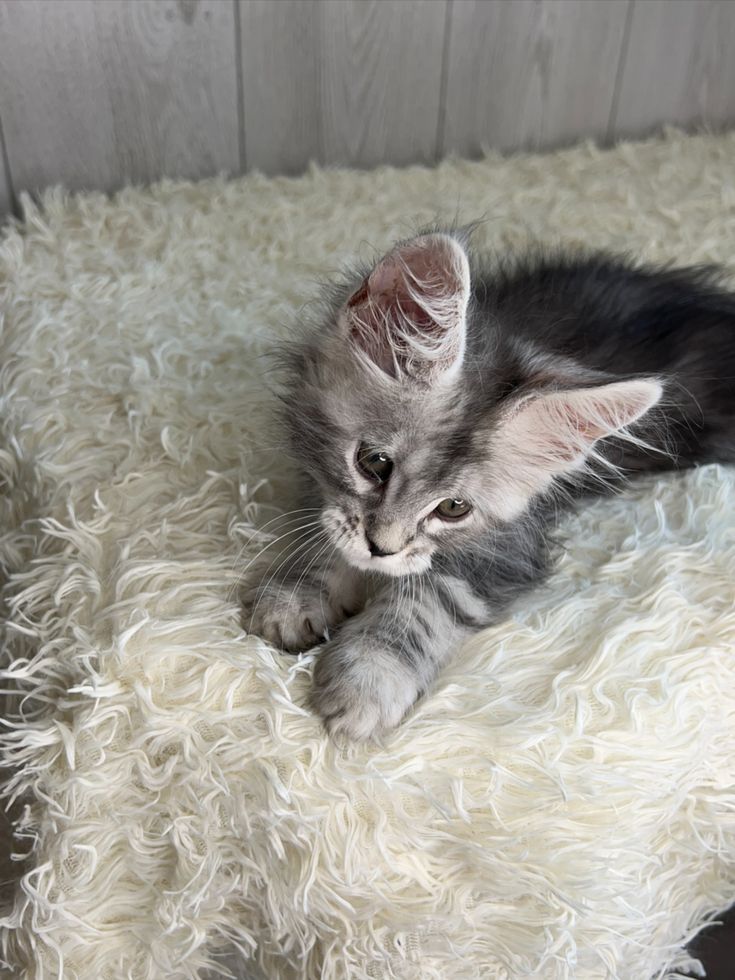 Gattini Maine Coon in adozione