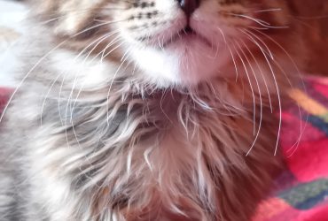 MAINE COON