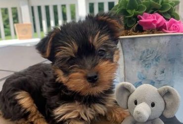 Cuccioli di Yorkshire Terrier
