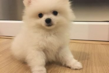 Cuccioli di Pomerania disponibili