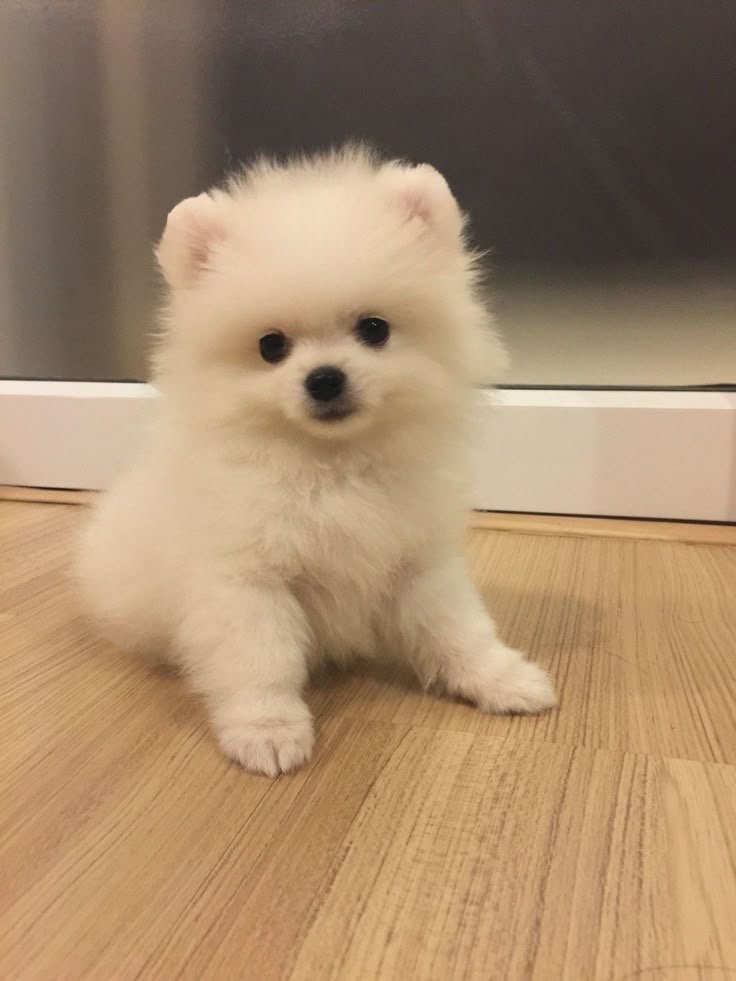 Cuccioli di Pomerania disponibili
