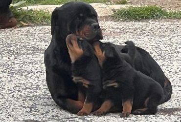 Bellissimi cuccioli di Rottweiler