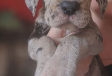 Alano Tedesco – splendidi cuccioli