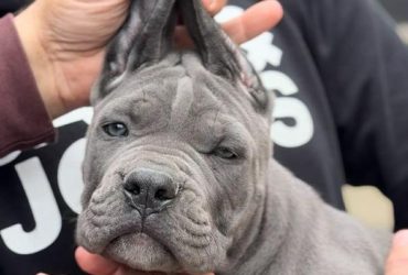 Cane Corso Cuccioli