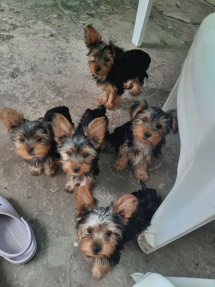 Cuccioli di Yorkshire Terrier