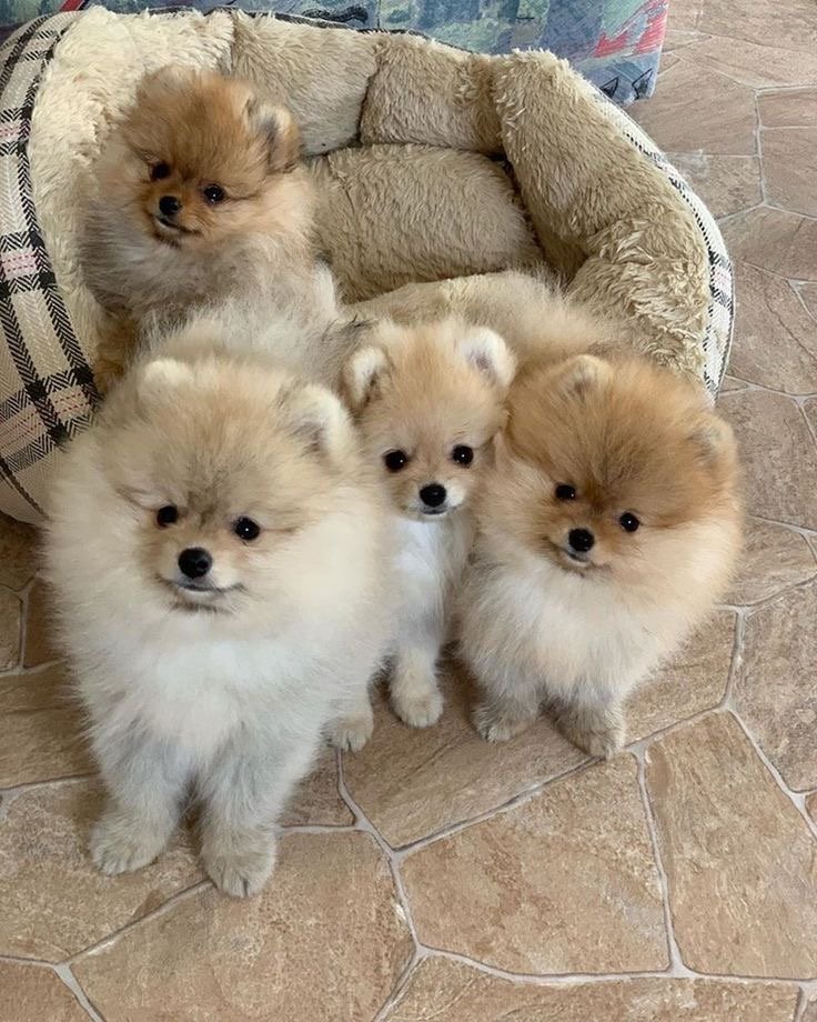 Cuccioli di Pomerania disponibili