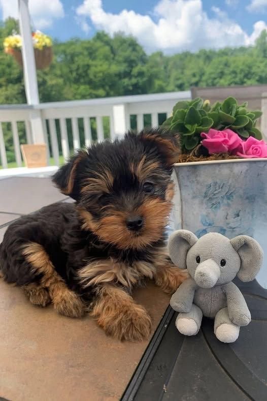 Cuccioli di Yorkshire Terrier