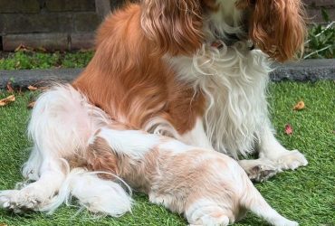 Splendido stallone di Cavalier King Charles Spaniel con pedigree di 5 generazioni