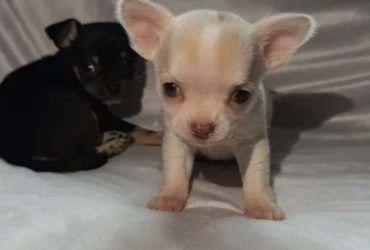 Splendidi cuccioli di Chihuahua, maschi