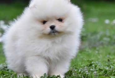 Spitz di Pomerania – tipo BOO orsacchiotto