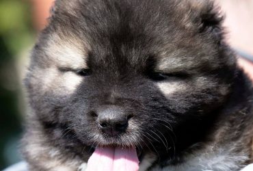 Cane da Pastore del Caucaso – cuccioli