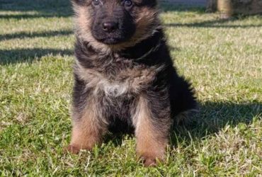 Pastore Tedesco bellissimi cuccioli